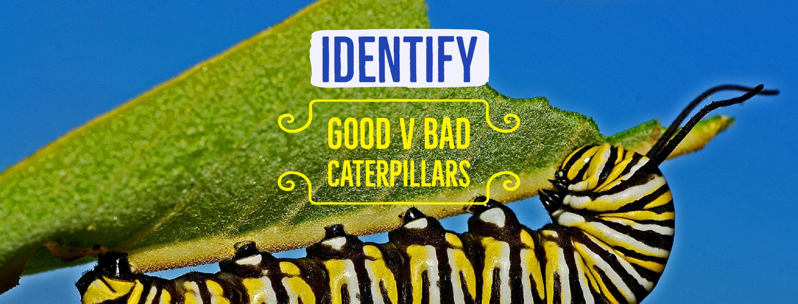 anne-roberts-gardensbad-caterpillars-v-good-caterpillars